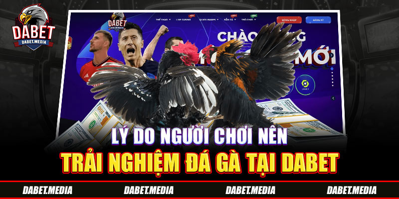 Lý do người chơi nên trải nghiệm đá gà tại Dabet