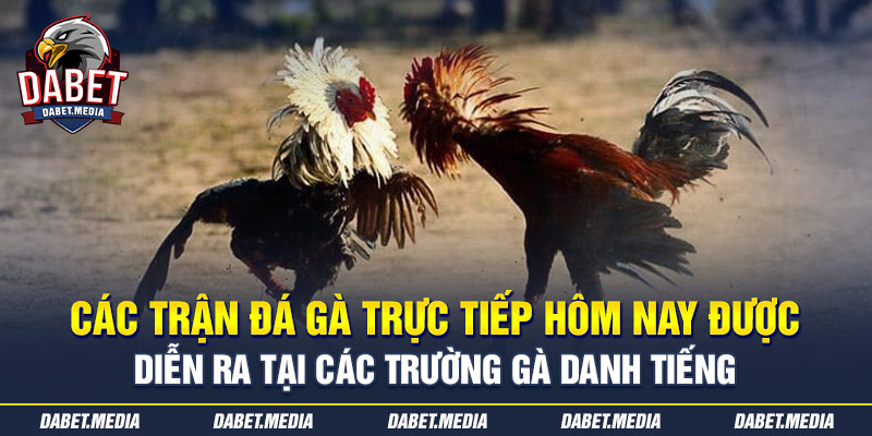 Các trận đá gà trực tiếp hôm nay được diễn ra tại các trường gà danh tiếng