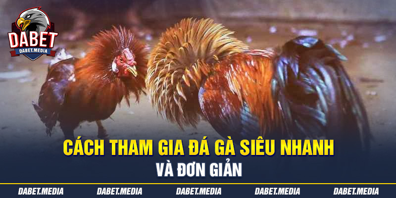 Cách tham gia đá gà siêu nhanh và đơn giản