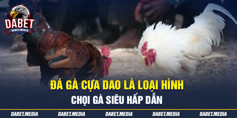 Đá gà cựa dao là loại hình chọi gà siêu hấp dẫn