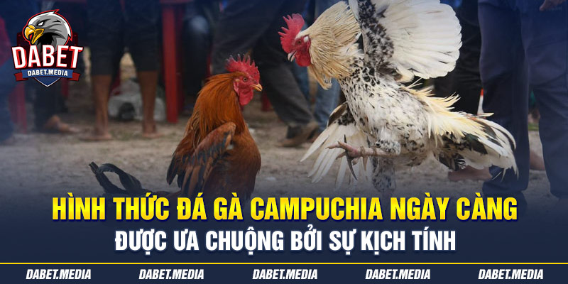 Hình thức đá gà Campuchia ngày càng được ưa chuộng bởi sự kịch tính