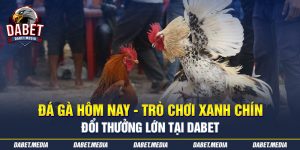 Đá Gà Hôm Nay - Trò Chơi Xanh Chín Đổi Thưởng Lớn Tại Dabet