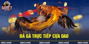 Trực tiếp gà cựa dao