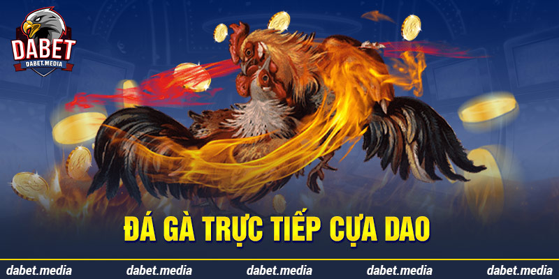 Trực tiếp gà cựa dao